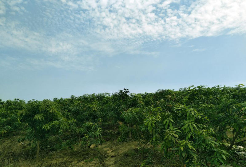 愛(ài)普豐澤晟華：為農(nóng)服務(wù)，我們是快樂(lè)的