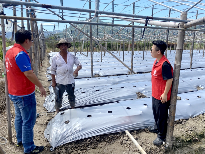 惠多利黨員農(nóng)技服務隊助力農(nóng)戶番茄種植