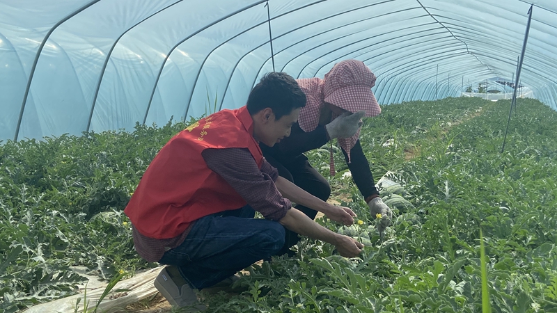 愛普黨員農技服務隊：用心用情做好農業(yè)科技“傳播員”